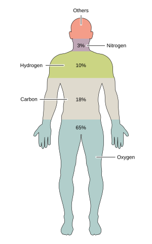 201 Elements of the Human Body.02.svg