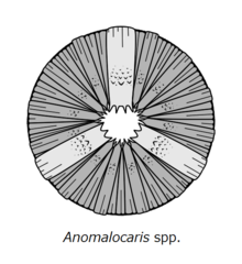 アノマロカリスの歯