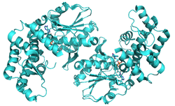 3-Dehydrochinat-Synthase