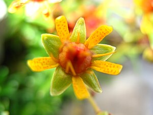 5852 - Schynige Platte - Flower