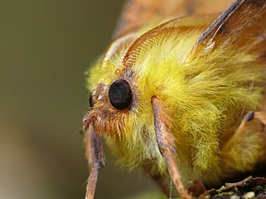 Gros plan de la tête et de l'avant du thorax. Les poils jaune canari du thorax sont bien visibles.