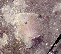 Acanthodoris rhodoceras