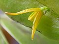 Acianthera luteola 03. jpg