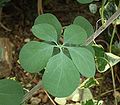 List Adenia fruticosa