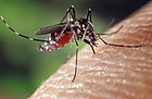 Aedes albopictus (Asiatische Tigermücke)