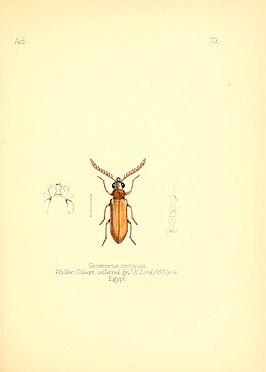 Genecerus cervinus