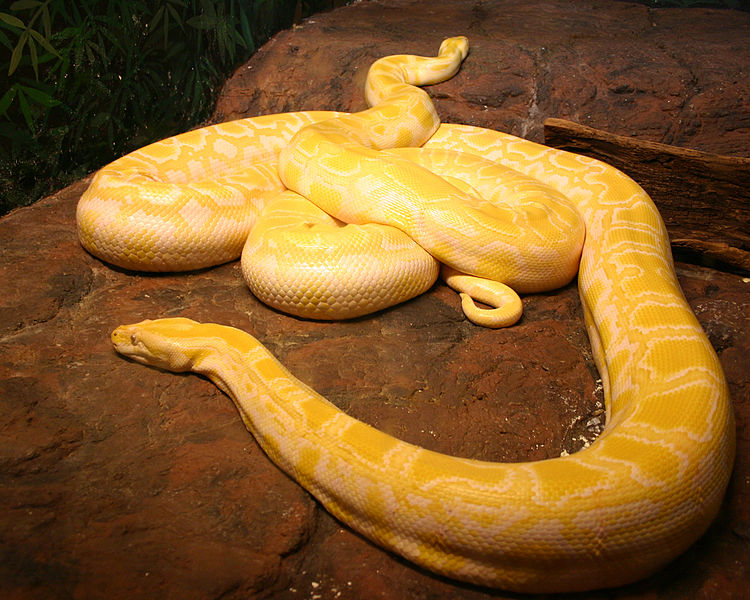 albino green burmese python