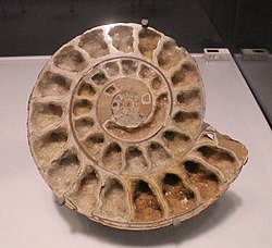 フィールド自然史博物館の化石標本