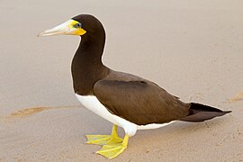 Brown booby