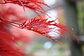 Photo couleur de fleurs rouges sur fond flou.