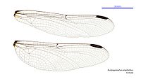 Female wings