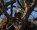 Nest met jonge Amerikaanse zeearend