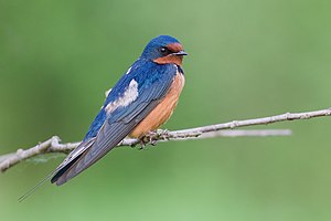 Barn Swallow (H. r. erythrogaster) in Juanita, Washington, USA. (Photo credit: Wikipedia)