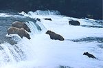 Brown bears brooks falls.jpg