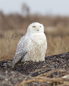 Snowy owls are usually awake, aware and not infrequently active during daytime. Bubo scandiacus Delta 4.jpg