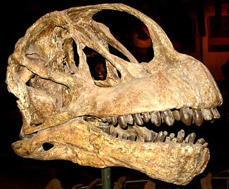 Tengkorak kepala Camarasaurus lentus