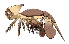 Restoration of Cambropachycope clarksoni