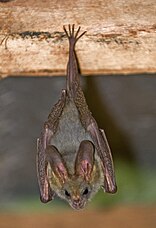 Heart-nosed bat (Cardioderma cor) in Samburu National Reserve, Kenya.