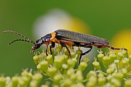 Chauliognathus lugubris