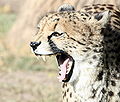 یک چیتا در حال خمیازه کشیدن