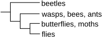 This cladogram shows the evolutionary relationship among various insect groups inferred from a dataset.