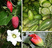 Coccinia grandis, cultivada, se cosecha y se consume inmadura en África y Asia, muchas webs parece que tradujeron "ivy gourd" a "calabaza hiedra". La planta es similar a una hiedra.