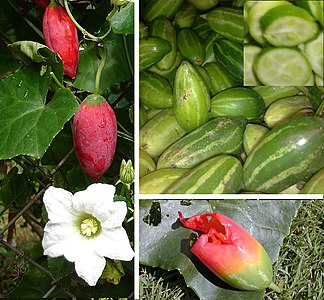 Coccinia grandis es la única cuya distribución abarca regiones fuera de África, sus frutos se consumen inmaduros como verdura de estación.