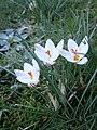 Crocus biflorus