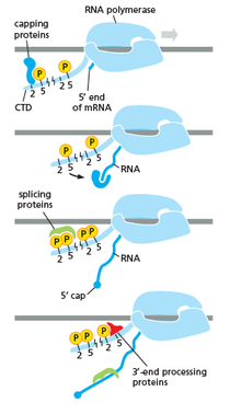 The Image shows how CTD is carrying protein for further changes in the RNA Ctd role .png