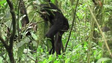 Soubor: Cultural-differences-in-ant-dipping-tool-length-between-Neighborhood-chimpanzee-community-at-srep12456-s2.ogv