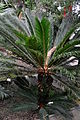 Cycas revoluta in Meise