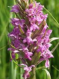 Miniatura para Dactylorhiza × aschersoniana