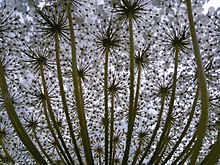 Цветок Daucus carota (вид вниз)