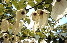 Davida Involucrata