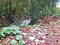 Irregular disposal of waste and rubble in the bank of the Caladinho Stream.