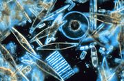 Some marine diatoms - a key phytoplankton group