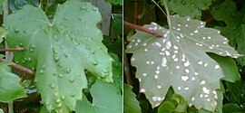 Eríneos causados por Eriophyes vitis.