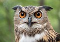 Image 103A rescued Eurasian eagle-owl