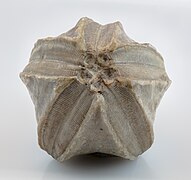 Fossile de Pentremites godoni