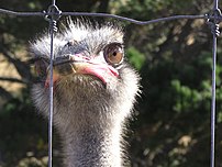 The Ostrich Struthio camelus is now farmed, primarily for the low fat meat. The Ostrichs are contained by a 2m high fence with an electrified wire running along the top - perhaps contributing to this bird's contemplation of the fence.
