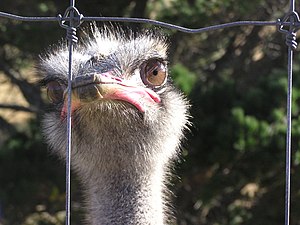 The Ostrich Struthio camelus is now farmed, pr...