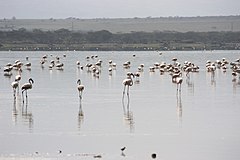 Flamingoer i Elementaitasjön
