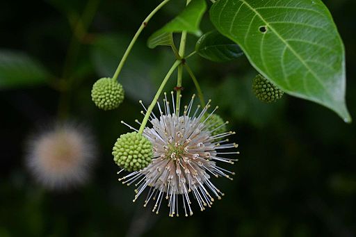 Buttonbush plant