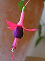 Fuchsia flowerフクシアの花7137619.jpg