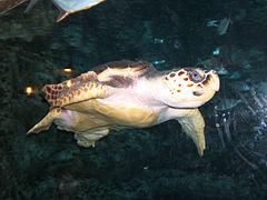 Une magnifique tortue nageant paisiblement dans un des bassins du Georgia Aquarium d'Atlanta.
