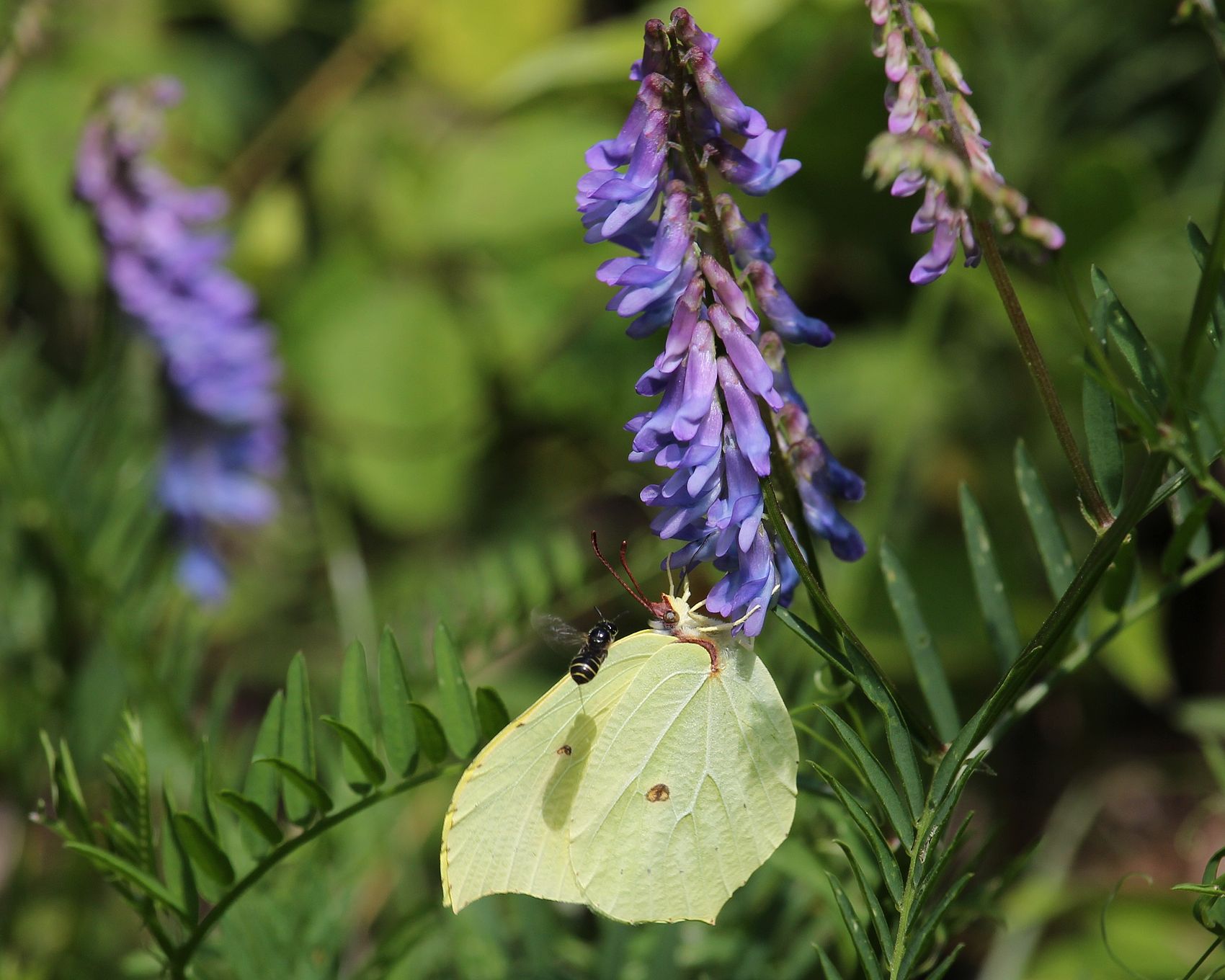 Flora del Pirineu català/Vicia cracca