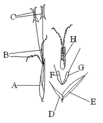 Grasaartje A="volledig" aartje met een bloeiende bloem, B = stamper, C = helmhokjes, D= onderste kelkkafje (glume), E = bovenste kelkkafje (glume), F= bovenste kroonkafje (palea) al dan niet met korte naald, G = onderste kroonkafje (lemma) met grotere naald, H = stamper en overige bloemdelen in niet-uiteengevouwen staat