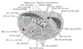 Transverse section across the wrist and digits