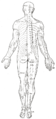 Distribution des nerfs cutanés en vue dorsale