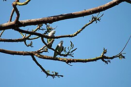 Grijskopagapornis (Agapornis canus)